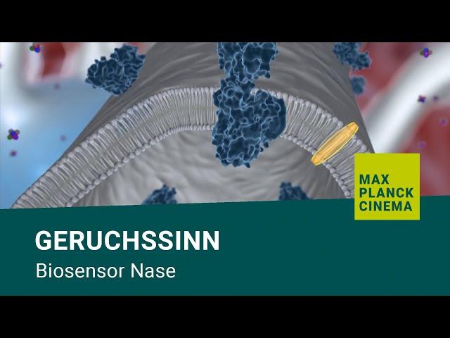 Geruchssinn - Biosensor Nase