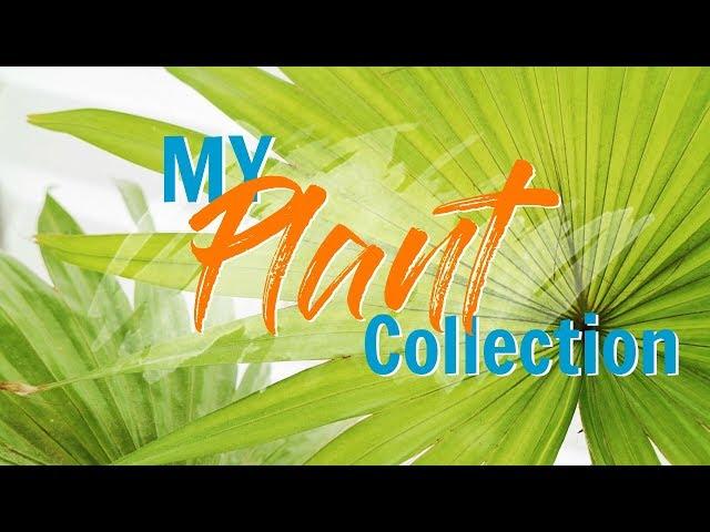 MY PLANT COLLECTION | Cacti & Succulent - Easy to keep!