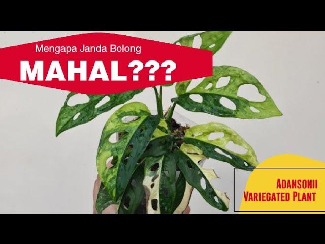 Mengapa janda Bolong Variegata Mahal? | Adansonii Variegata