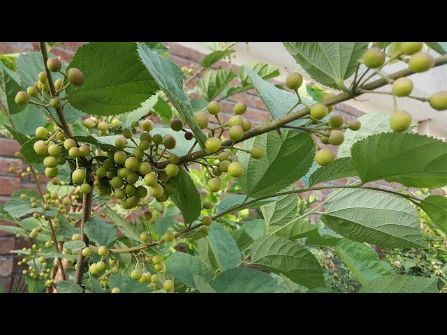 Harvest Fruit From My Own Garden | Falsa