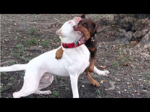 Doberman attack on dogo Argentino 