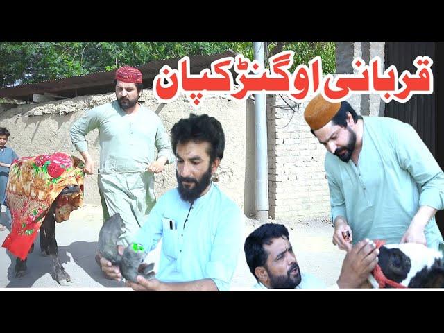 Qurbani Ao Gankapan Eid Special Funny Video By PK Plus Vines 2023#pkplusvines #pkvines