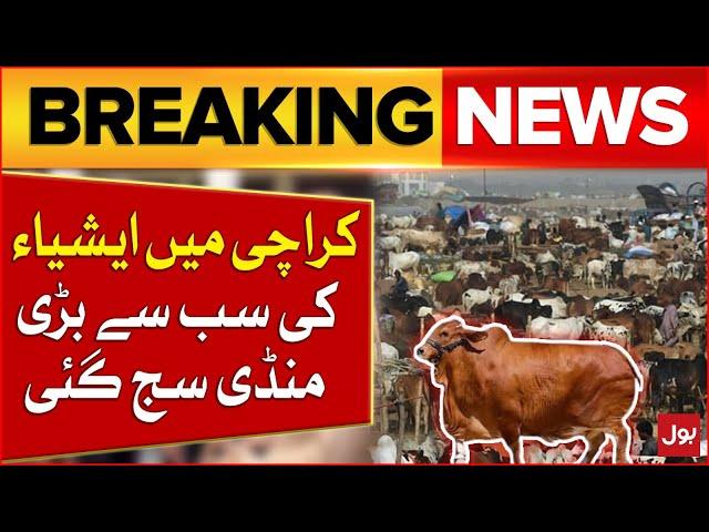 Karachi Cow Mandi 2024 | Maweshi Mandi 2024 | Latest News | Breaking News