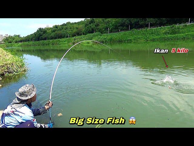 Mancing Di pinggir Sungai Besar Dapat Banyak Ikan Nila Babon