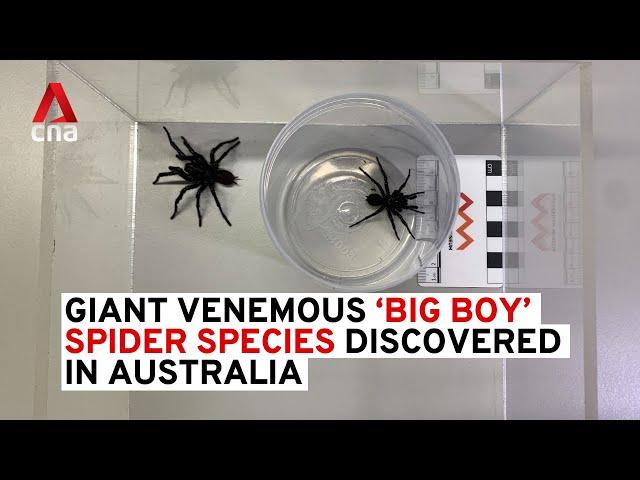 'Big Boy' spiders: Australian scientists discover larger funnel-web species