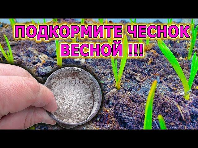 Сделайте подкормку ЧЕСНОКА этими ДВУМЯ компонентами! Вы удивитесь результатам сверхурожая на даче!