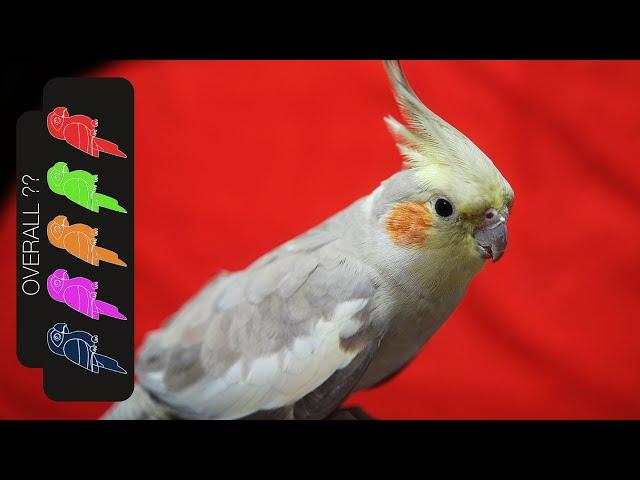 Cockatiel, The Best Pet Parrot?