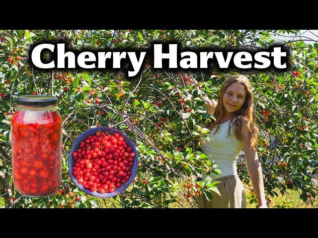 Summer Homestead Vlog - Cherry Picking and Making Jam