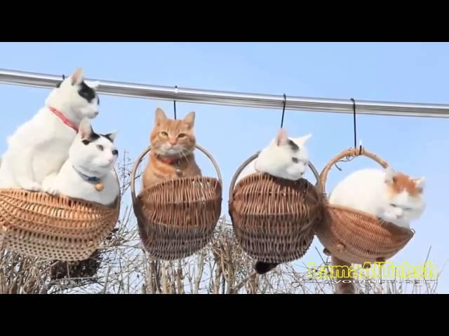 Ծիծաղելի կատուներ  Смешные кошки   Funny cats