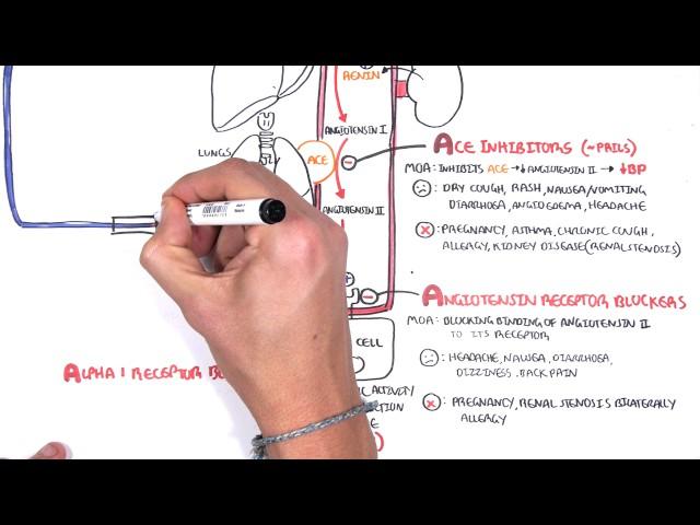 Pharmacology - Antihypertensives