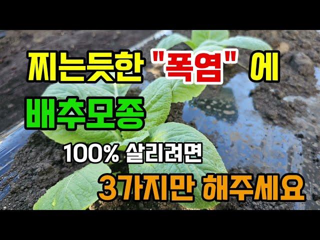 배추모종 심어야하는데 더워서 죽을까 걱정이라면 이렇게 3가지 해주면 배추모종 절대 안죽어요 #배추심는시기