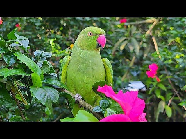 Female Parrot Voice | Loud Parrot Chirping | Parrot Natural Sounds