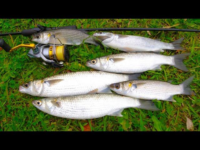 HOW TO CATCH MULLET: QUICK, Cheap & Easy