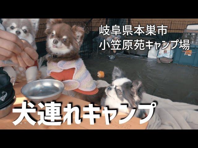 【犬連れキャンプ】愛犬チワワ３匹と秋キャンプ（小笠原苑キャンプ場）