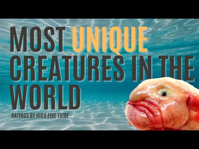 Nature's Most Unique Creations - 5 most unusual and mesmerizing animals in the WORLD!