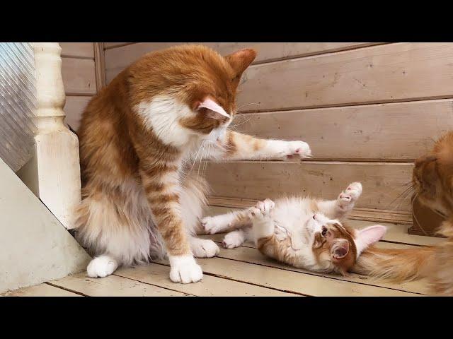 MAINE COON LORD MEETS HIS KITTENS AND HUNTS THEM