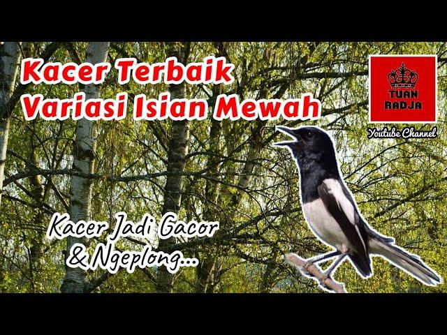 Kacer terbaik variasi isian mewah langsung gacor dan ngeplong