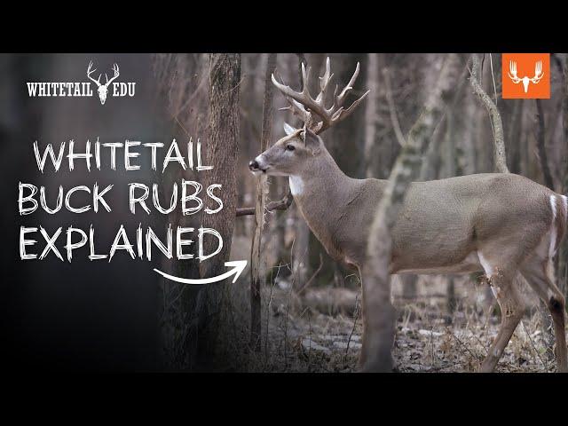 What can Whitetail Buck Rubs Tell You? | Whitetail EDU with Mark Kenyon and Tony Peterson