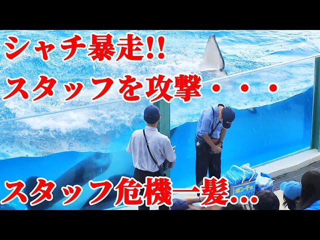 【ハプニング】 鴨川シーワールドのシャチがスタッフを攻撃!! 鴨シー アクシデント KamogawaSeaWorld  orca killerwhale