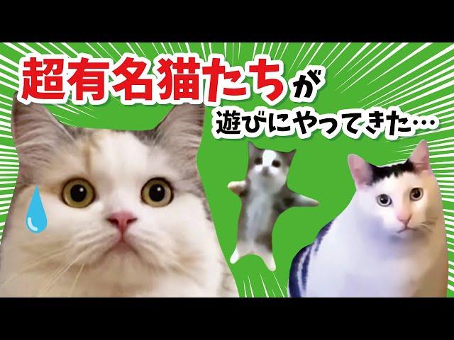 猫ミームVS関西弁をしゃべる猫【関西弁でしゃべる猫】【猫アテレコ】