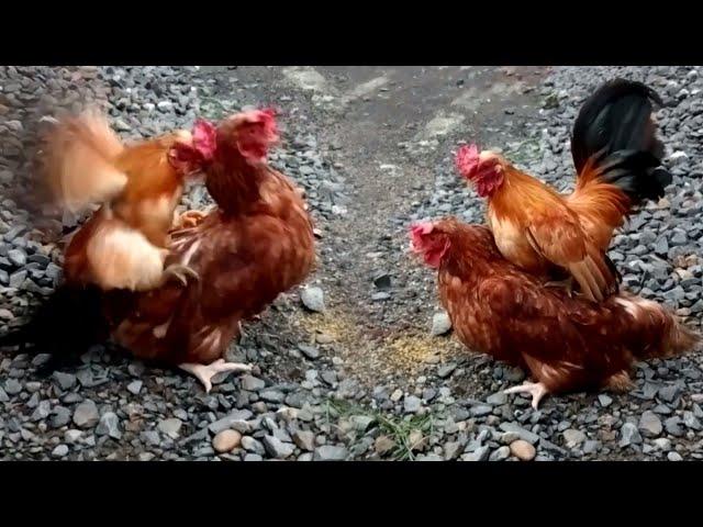 the funniest moments of the little rooster & the big hen  part 59