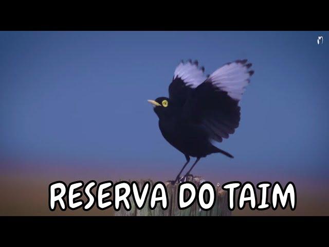 Observação de aves - Expedição Mata Atlântica - Reserva do Taim  RS - Ep 1