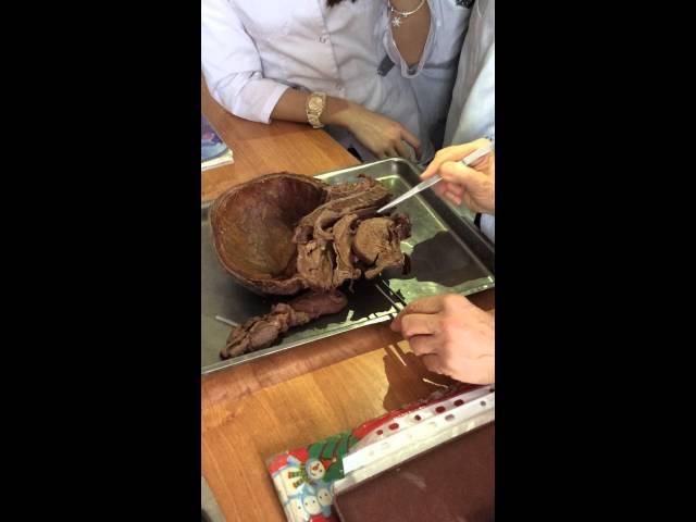 Анатомия глотки и пищевода