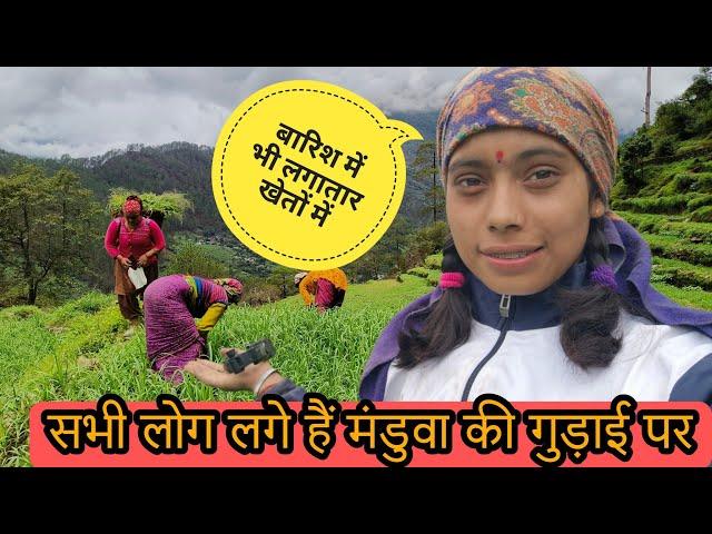 पहाड़ों में मंडुवा की गुड़ाई |बारिश में भी लगातार खेतों का काम|@pahadnkishuvlogs |Pahadnkishu