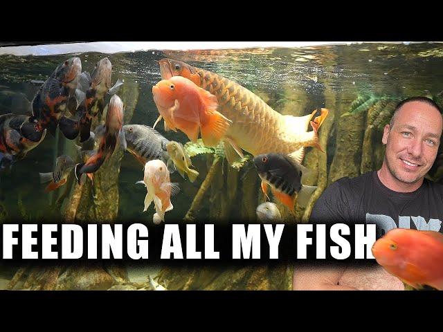 FEEDING ALL MY FISH in the aquarium gallery - the king of DIY