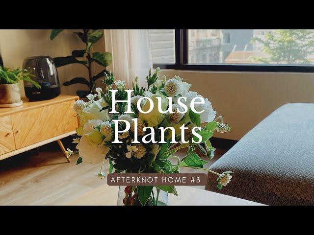 House Plants🪴室內植栽介紹｜觀葉植物｜蕨類｜插花｜植物控的家 afterknot home #3