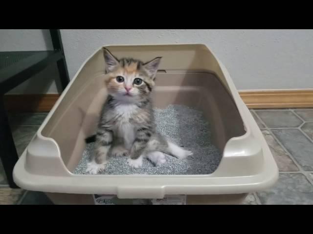 Try not to laugh kitten pooping