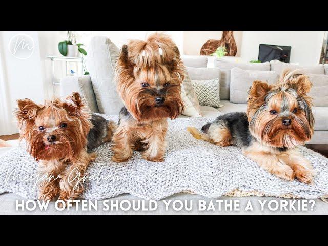 How Often Should You Bathe A Yorkie? | Yorkshire Terrier Dogs 101