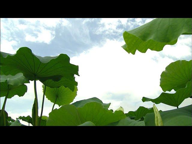 [목포MBC 특집다큐] 연(蓮.Lotus),백련,연꽃