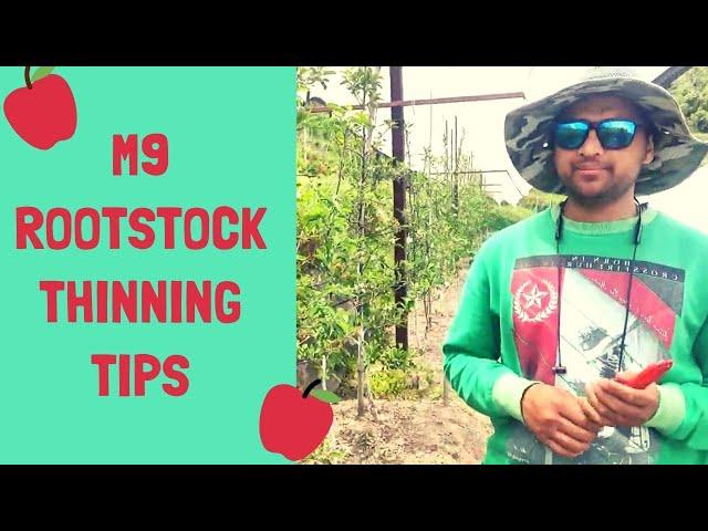 M9 ROOTSTOCK Thinning TIPS For Better Crop | The Apple Grower