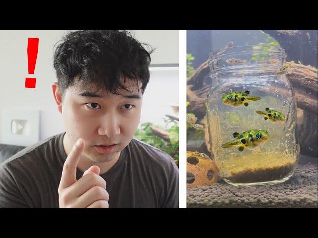 Fish tank ideas that will leave you SPEECHLESS | Fish Tank Review 259