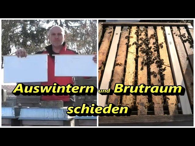 Auswintern und Brutraum schieden