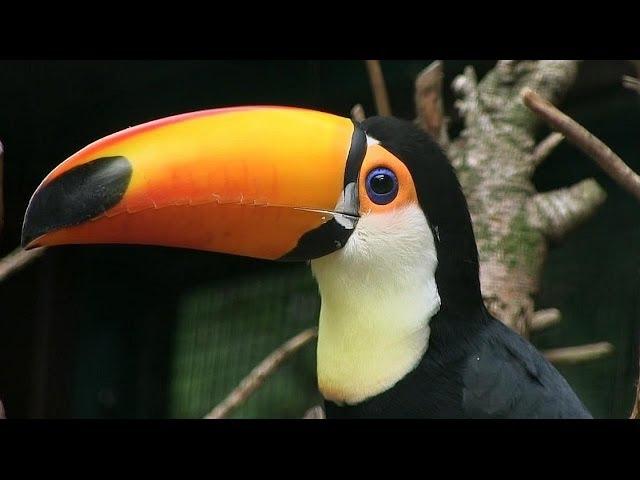 VOGEL DES MONATS MAI - Riesentukan / Toco Toucan - Welt-Vogelpark Walsrode