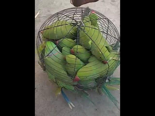 Green parrot birds.green parrot.birds.