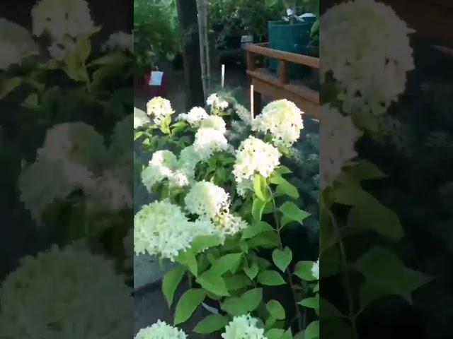 What is Love?️️ Любовь это Гортензии⭐️