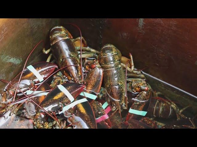 Lobster fishermen say tiny change in legal sizes could disrupt industry