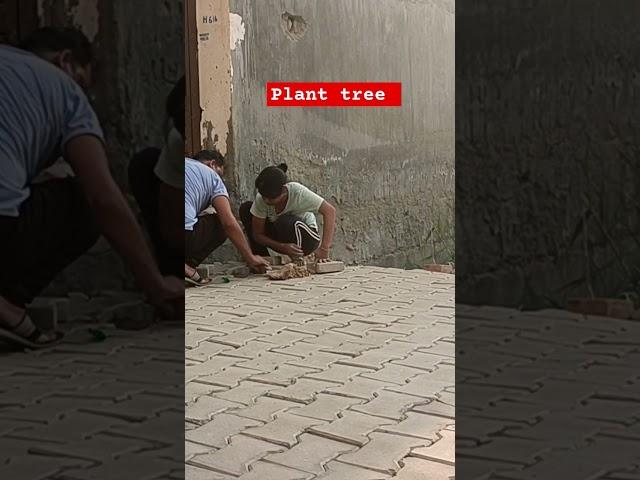 Plant a tree 