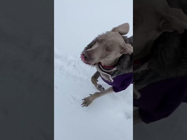 Weimaraner running in the snow #chicago #dogs #weimaraner