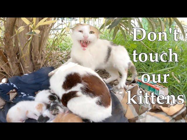 Angry mommy cats don't let me touch their kittens||Part1