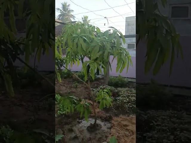 The Majestic Mango Tree: A Journey of Growth and Deliciousness