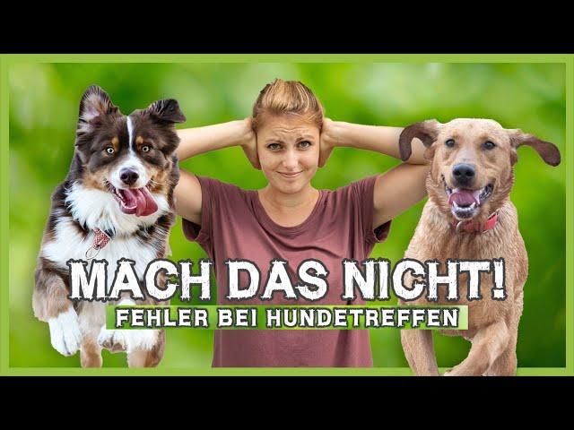 Die häufigsten Fehler bei HUNDETREFFEN – Mach das bitte nicht!