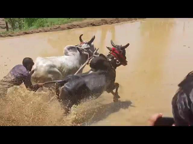 Ox race in rajouri danitar 2023