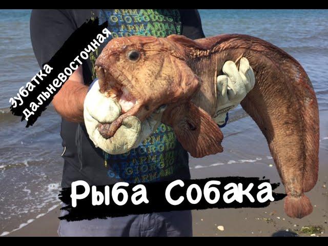 Рыбалка на Сахалине. Рыба Собака, камбала и треска.