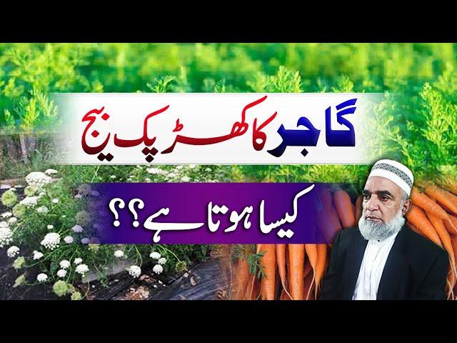 Status of Carrot seed prepared without transplanting || Crop Reformer