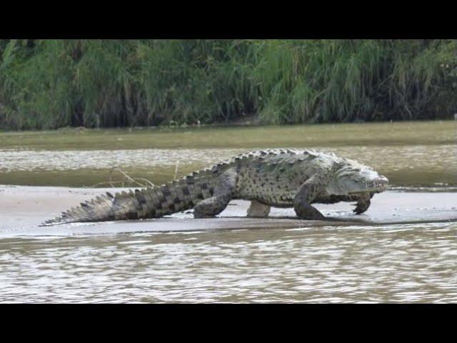 Gustave: The Killer Crocodile of Burundi - Nature’s Reality