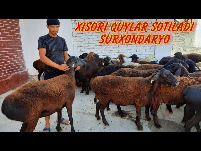 XISORI QUYLAR SOTILADI SURXONDARYO ️998932702424